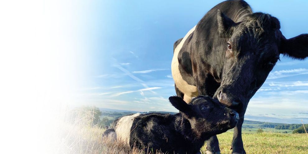 Un vitellino su un prato assolato con la sua mamma.