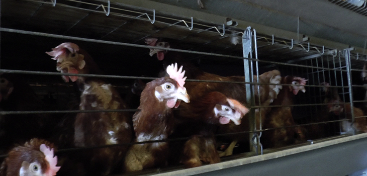 Galline ovaiole (2).png